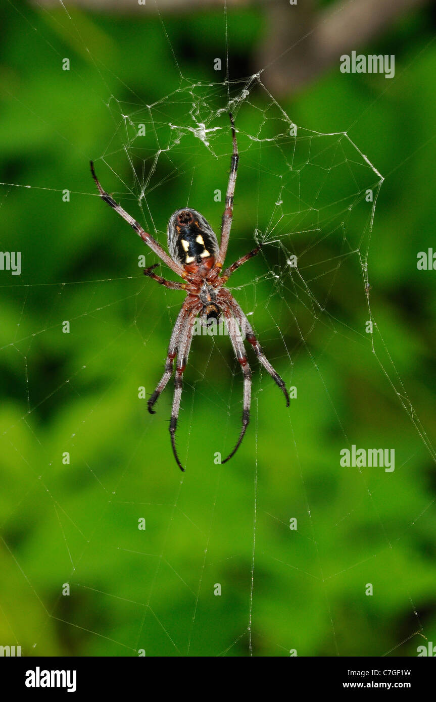 A zig-zag Spider (Neoscona cooksoni) nel web, vista di lato inferiore, Isole Galapagos, Ecuador Foto Stock