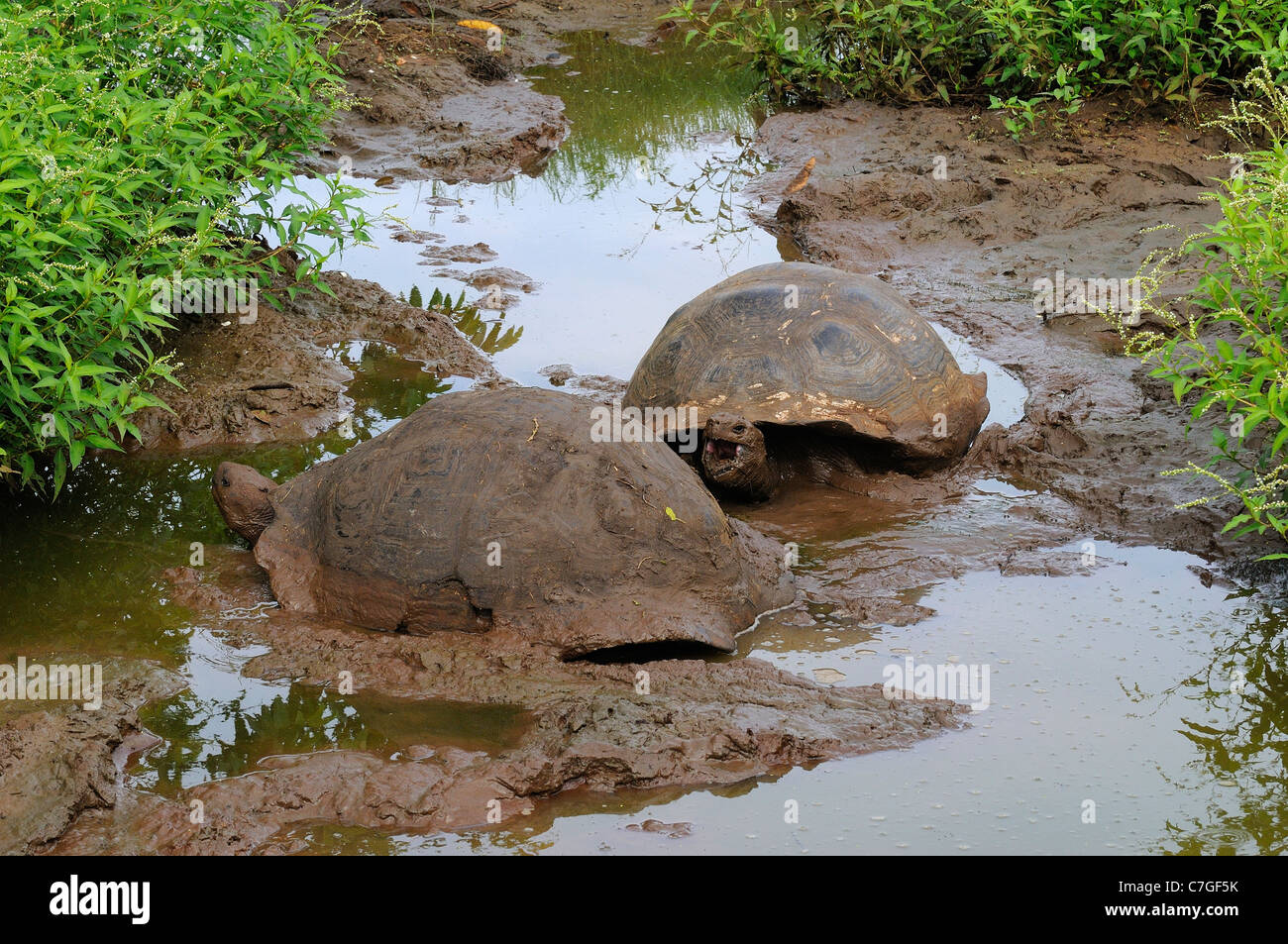 Le Galapagos La tartaruga gigante (Geochelone nigra) nel bagno di fango, Isole Galapagos, Ecuador Foto Stock