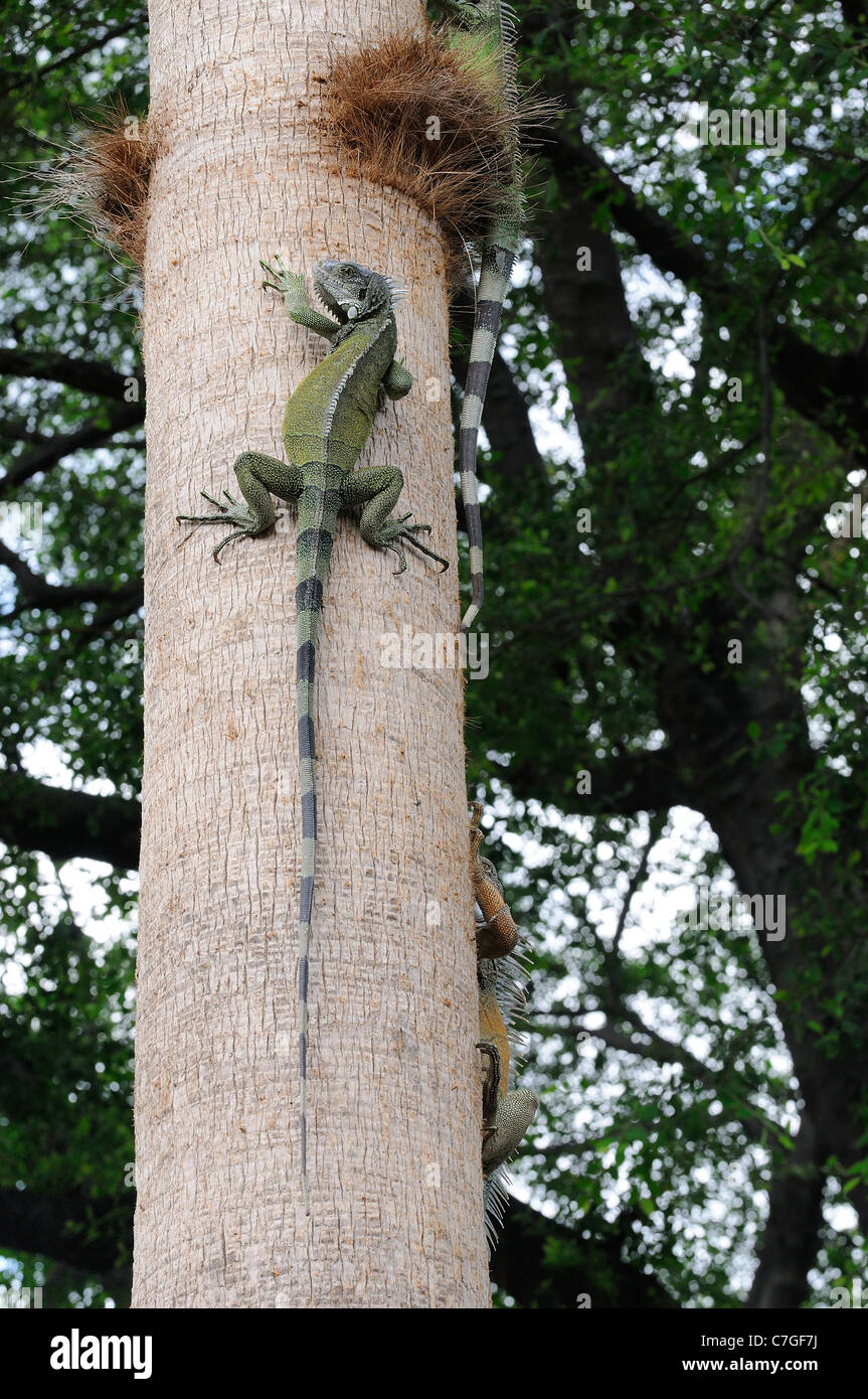 (Iguana Iguana iguana) rampicante, Parque Bolivar, Guayaquil, Ecuador Foto Stock