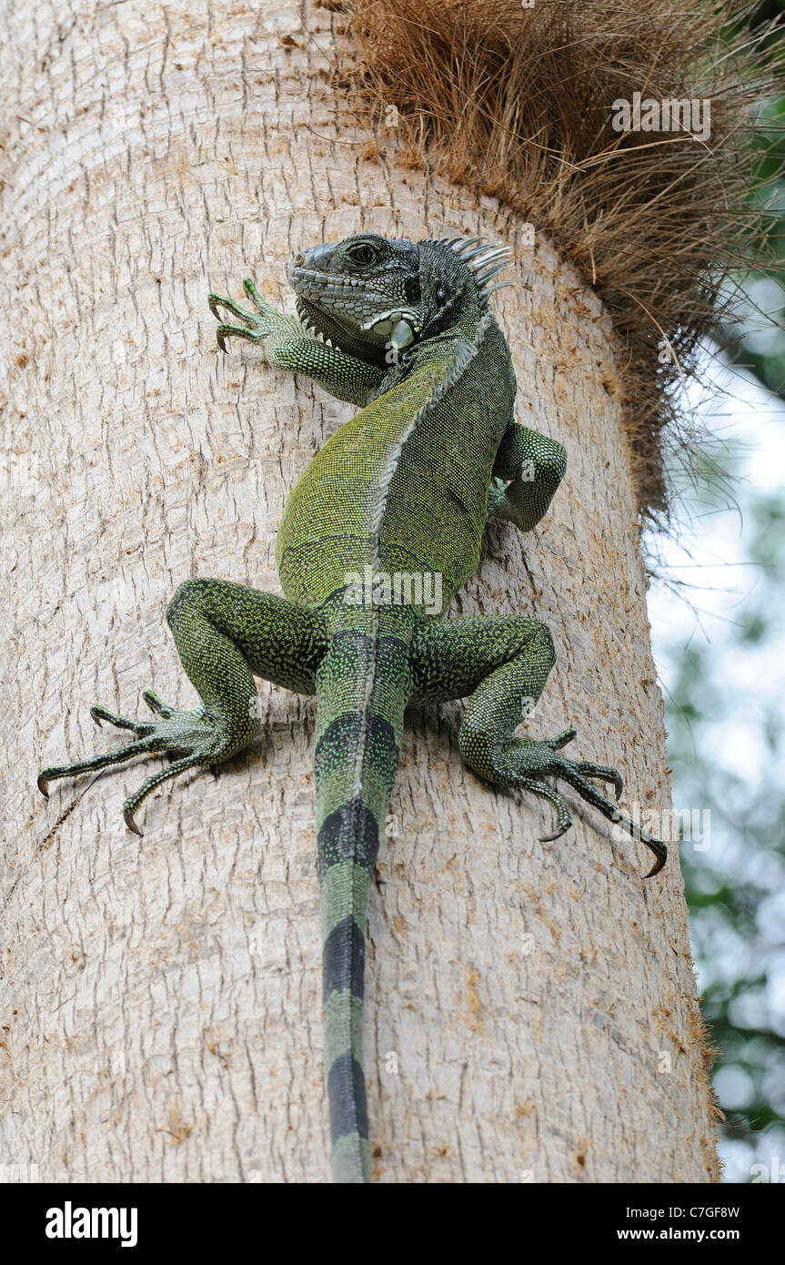 (Iguana Iguana iguana) rampicante, Parque Bolivar, Guayaquil, Ecuador Foto Stock