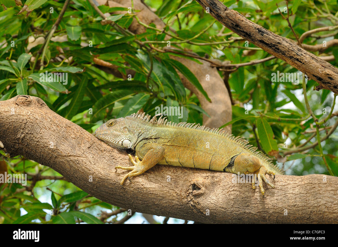 (Iguana Iguana iguana) in appoggio sul ramo di albero, Parque Bolivar, Guayaquil, Ecuador Foto Stock