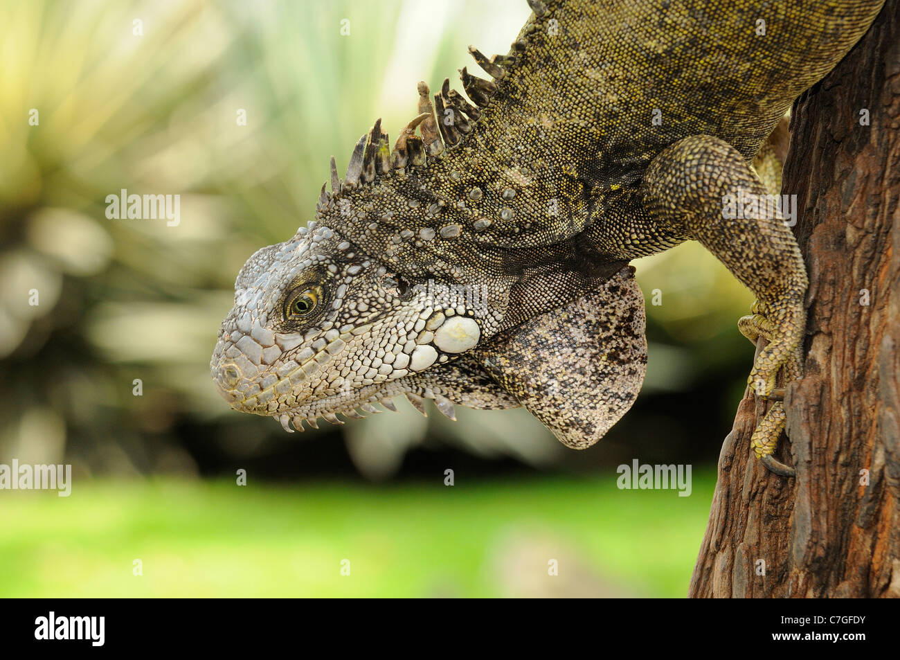 (Iguana Iguana iguana) scendendo giù da un albero, Parque Bolivar, Guayaquil, Ecuador Foto Stock