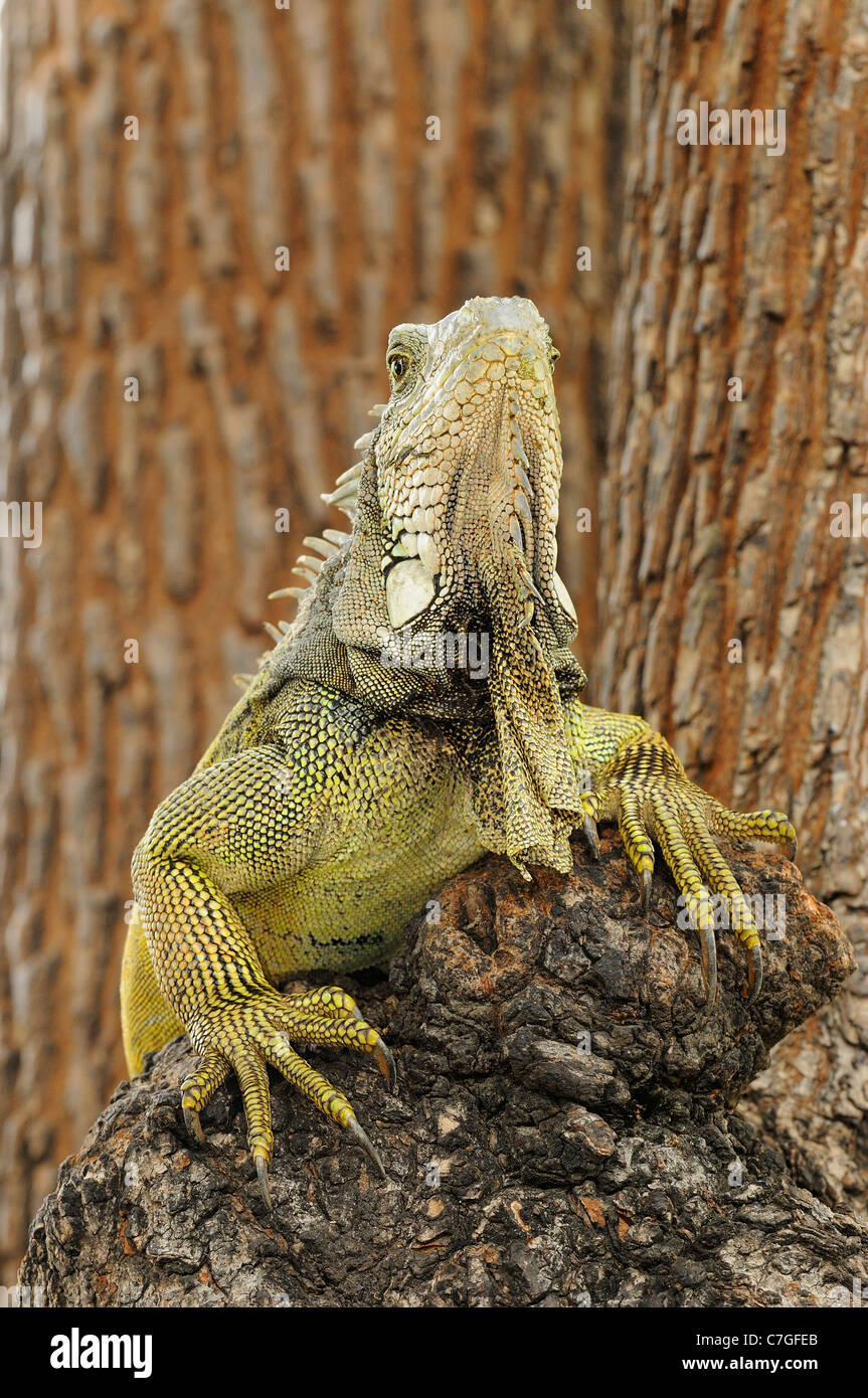(Iguana Iguana iguana) seduta nella struttura ad albero, Parque Bolivar, Guayaquil, Ecuador Foto Stock