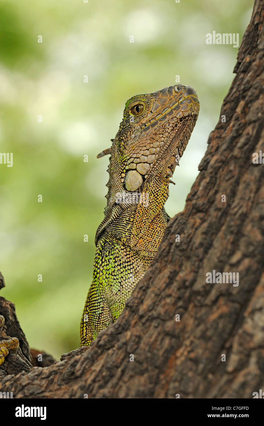 (Iguana Iguana iguana) nella struttura ad albero, Parque Bolivar, Guayaquil, Ecuador Foto Stock