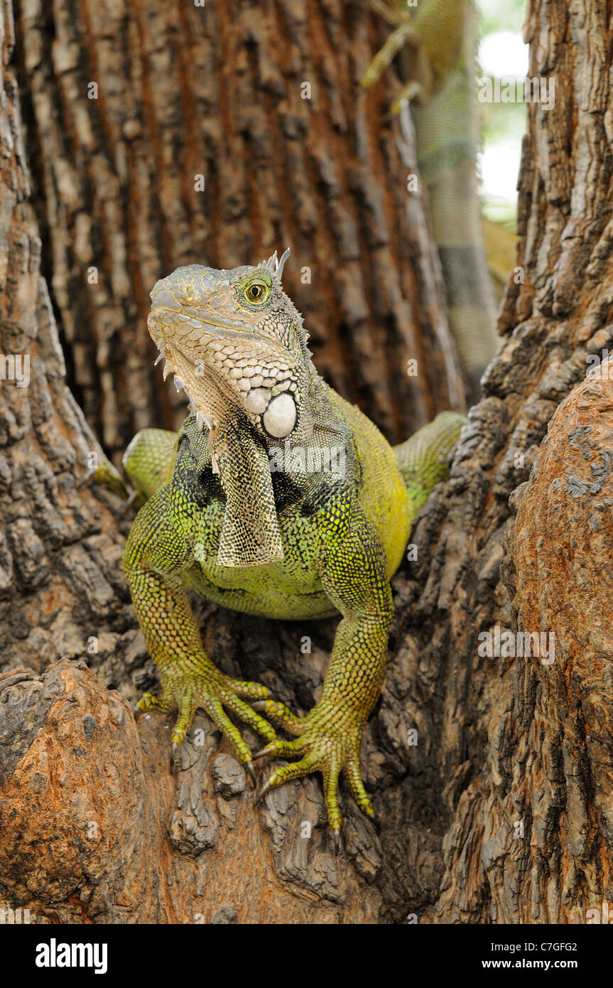 (Iguana Iguana iguana) seduta nella struttura ad albero, Parque Bolivar, Guayaquil, Ecuador Foto Stock