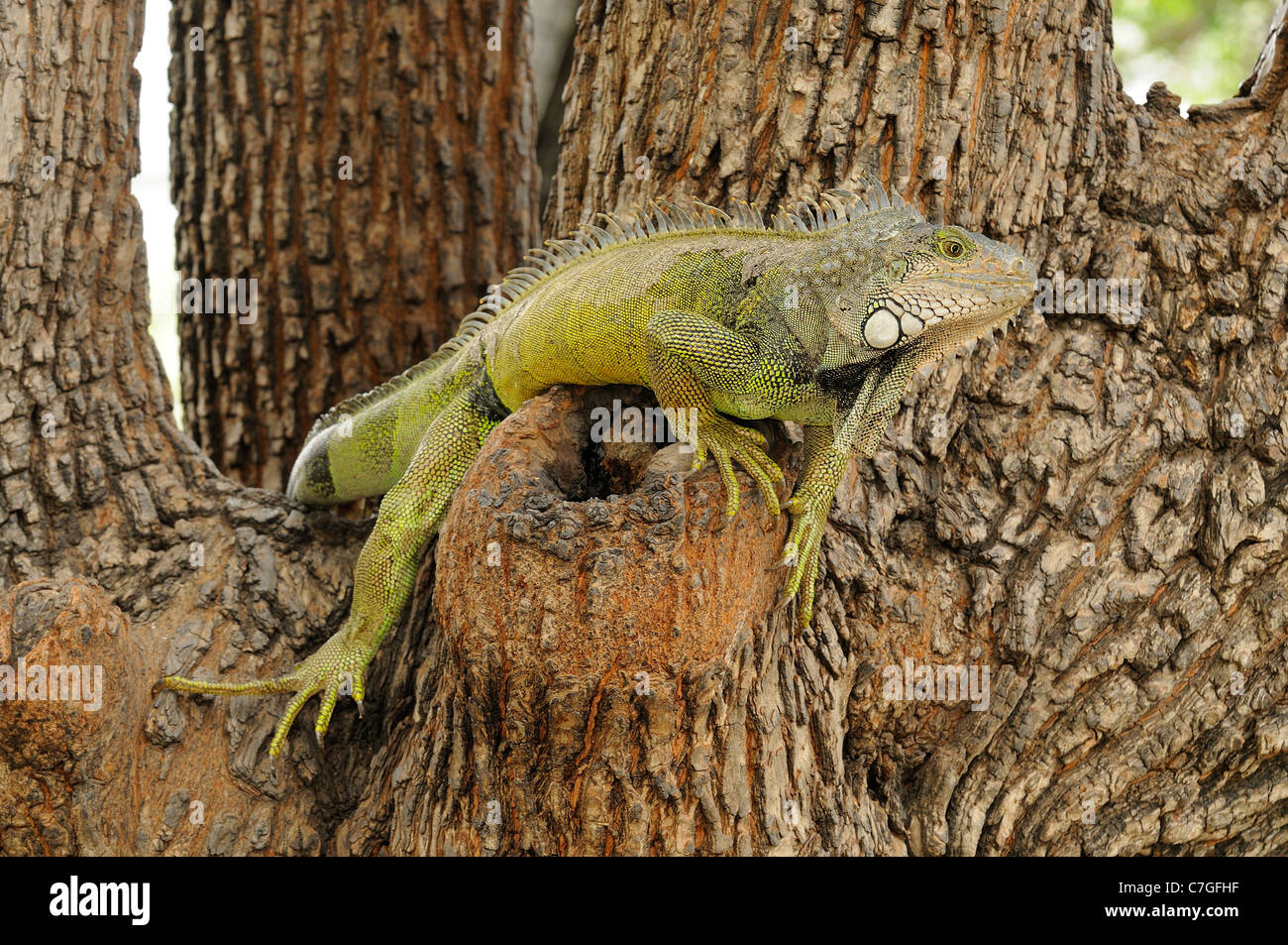 (Iguana Iguana iguana) di appoggio nella struttura ad albero, Parque Bolivar, Guayaquil, Ecuador Foto Stock
