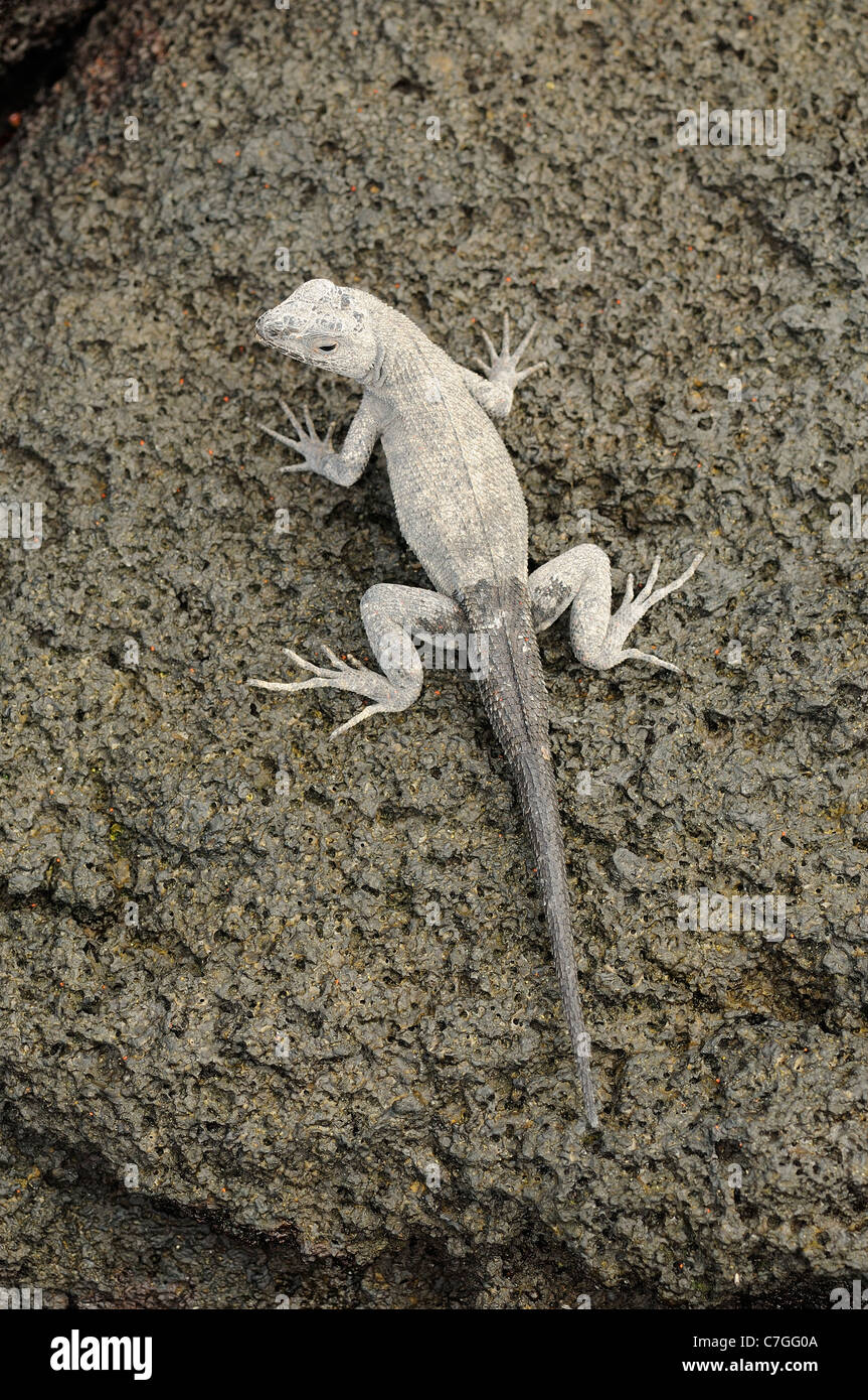 La Lava Lizard (Microlophus sp.) appoggiato sulla roccia lavica Isole Galapagos, Ecuador Foto Stock