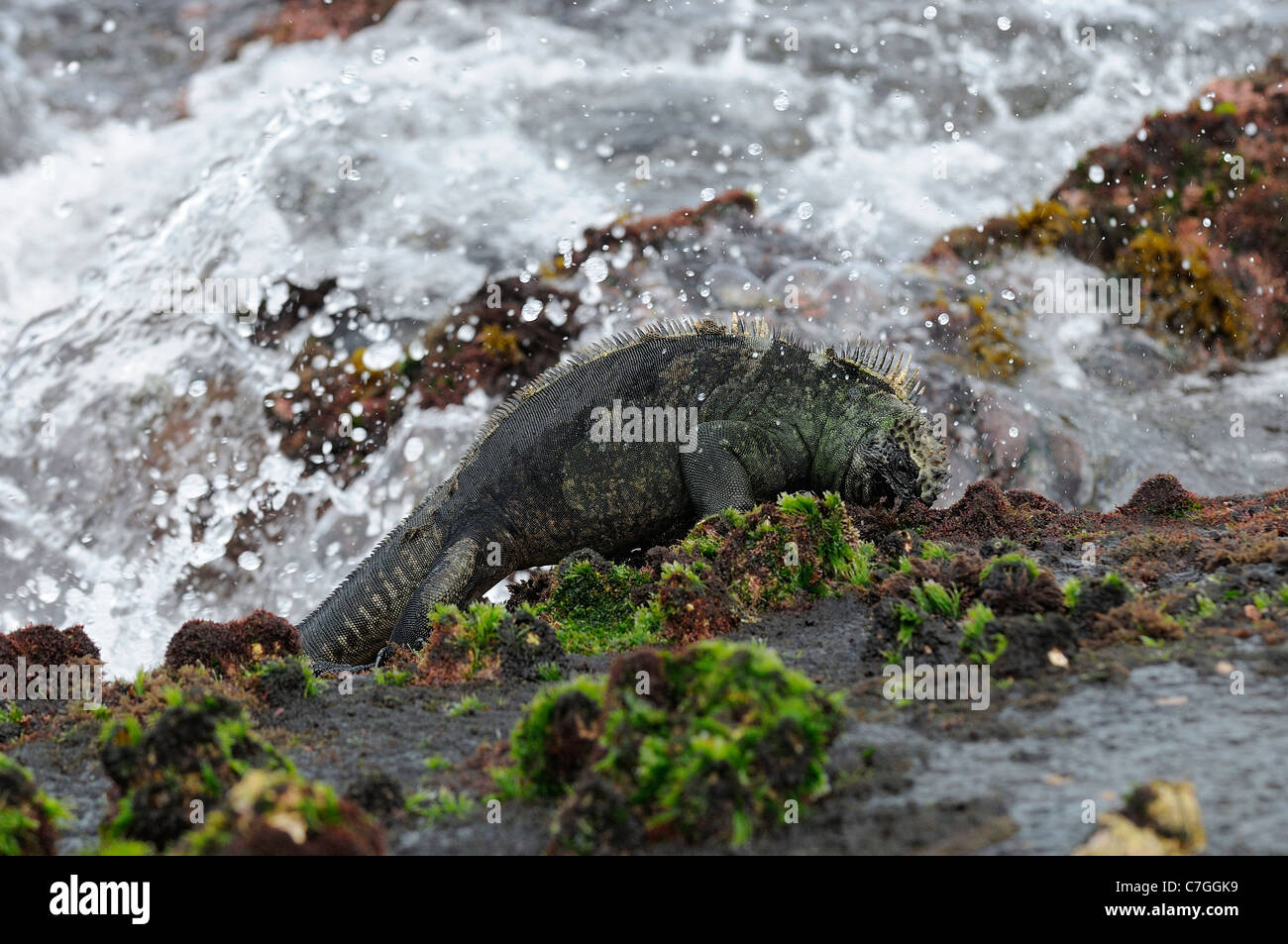 Iguana marina (Amblyrhynchus cristatus) alimentazione sulla vegetazione marina, Isole Galapagos, Ecuador Foto Stock