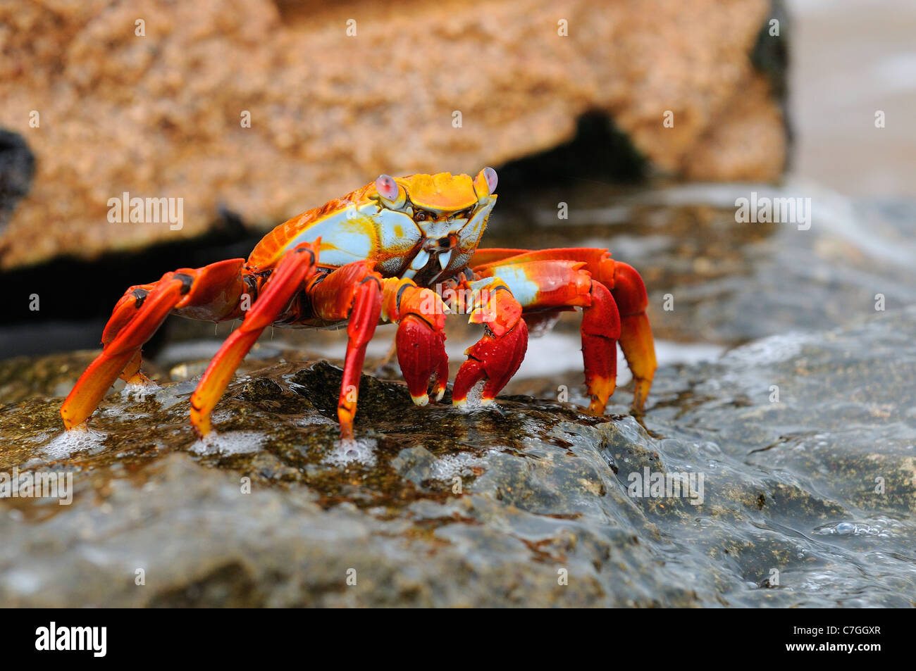 Sally Lightfoot Crab (Grapsus grapsus) in piedi sull'acqua coperti rock, Galapagos, isole, Ecuador Foto Stock