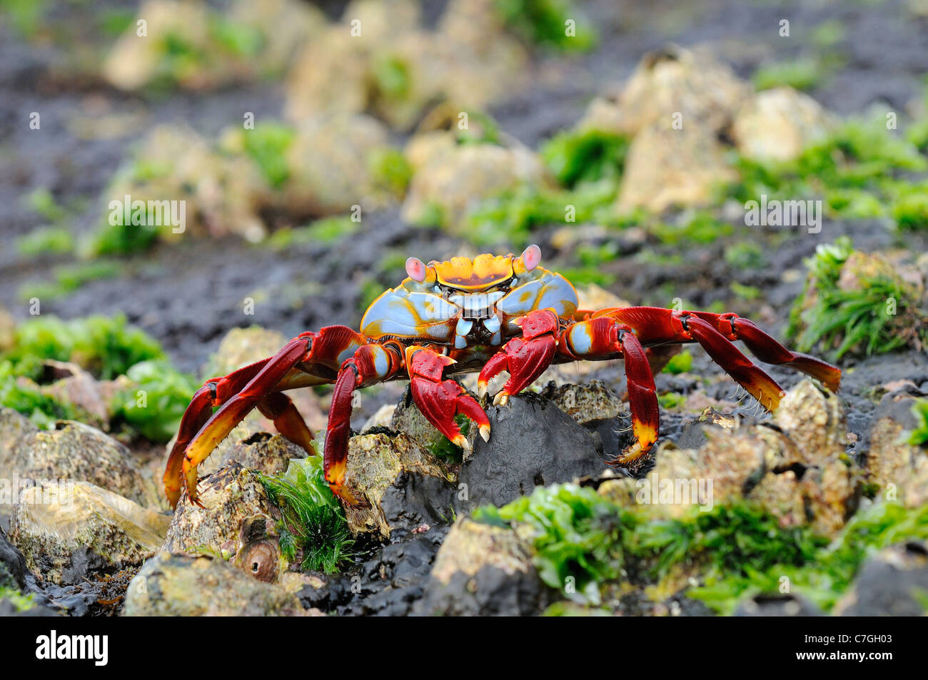 Sally Lightfoot Crab (Grapsus grapsus) in piedi sulle rocce tra una vegetazione marina, Isole Galapagos, Ecuador Foto Stock