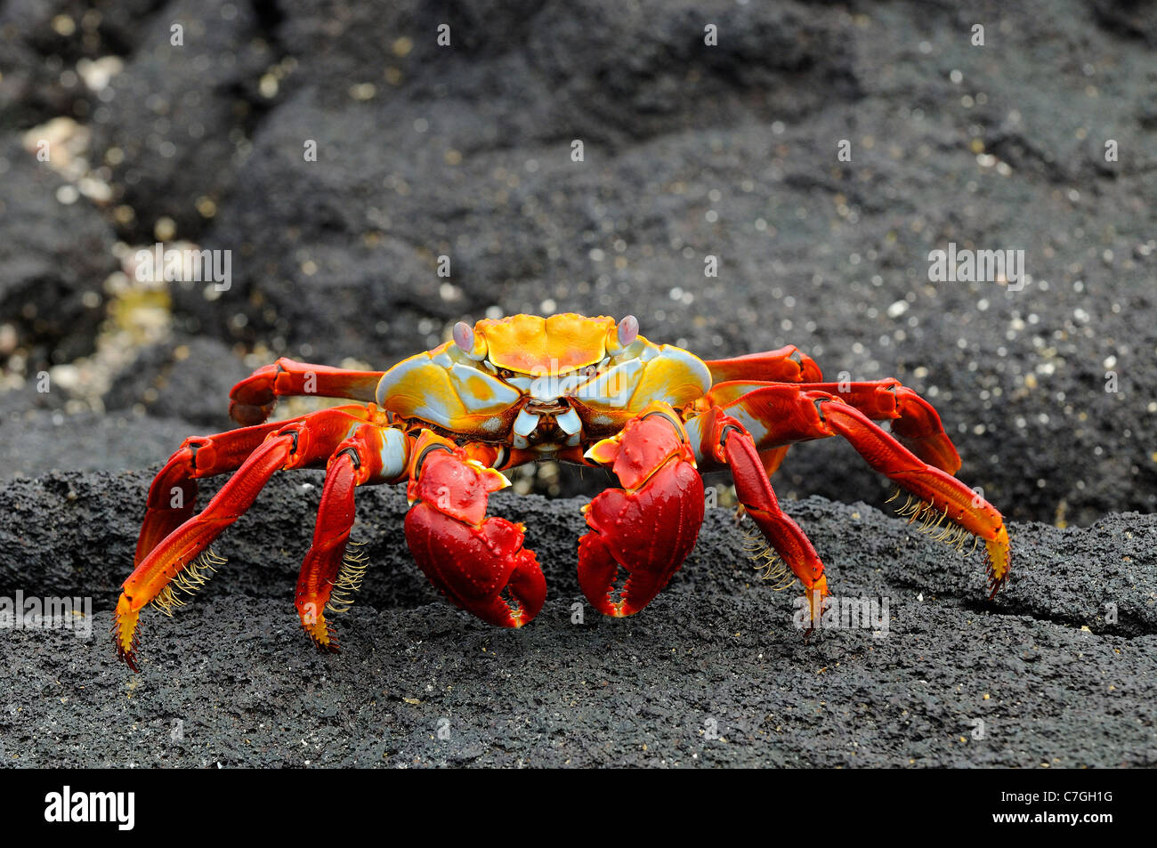 Sally Lightfoot Crab (Grapsus grapsus) su nero di roccia lavica, Isole Galapagos, Ecuador Foto Stock