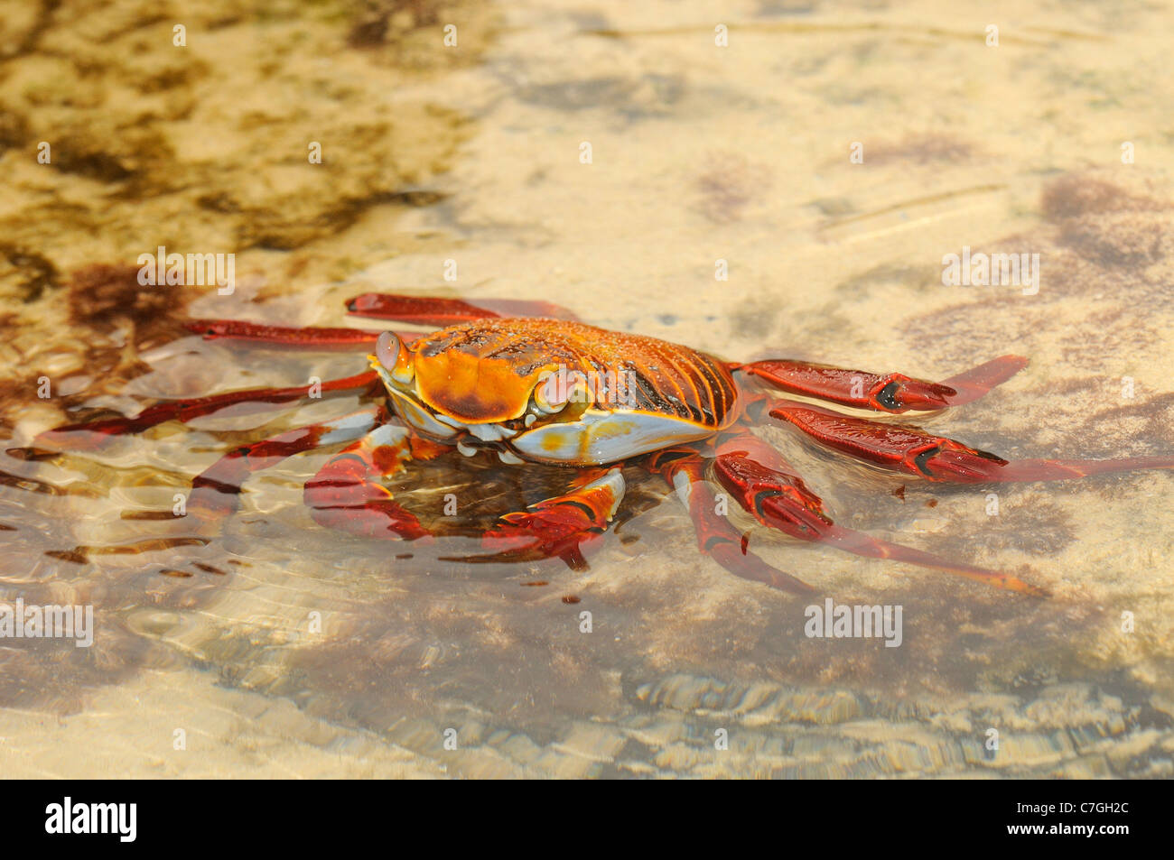 Sally Lightfoot Crab (Grapsus grapsus) di appoggio in acque poco profonde, Isole Galapagos, Ecuador Foto Stock