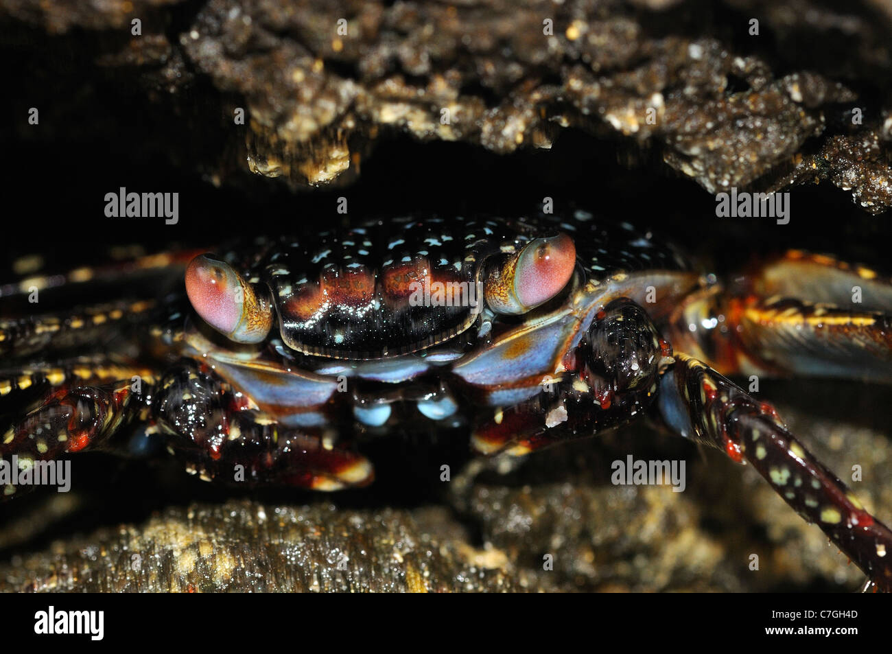 Sally Lightfoot Crab (Grapsus grapsus) capretti nascondere in una fessura nella roccia, Isole Galapagos, Ecuador Foto Stock