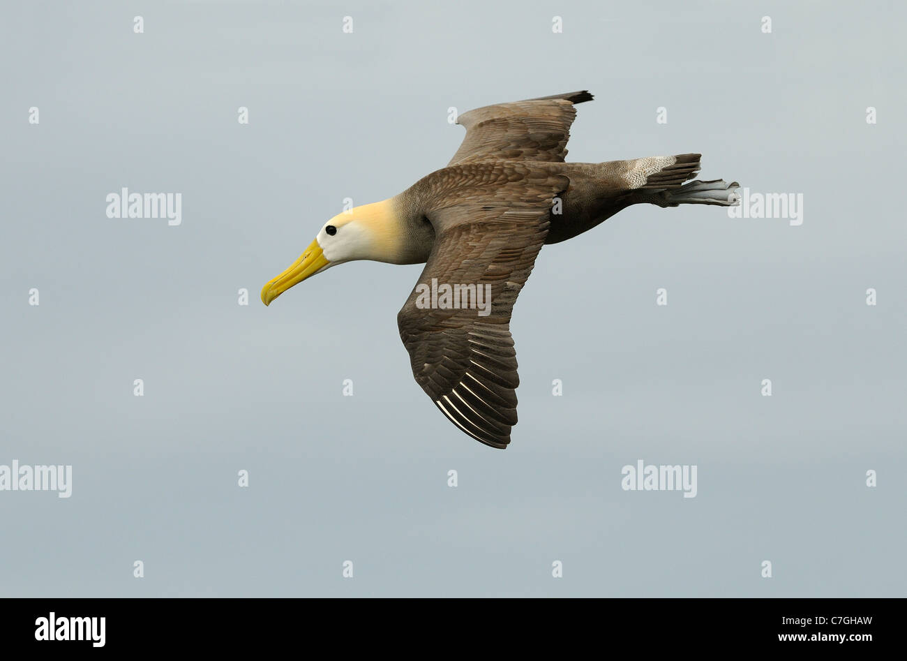 Albatro ondulata (Phoebastria irrorata) in volo, Isole Galapagos, Ecuador Foto Stock