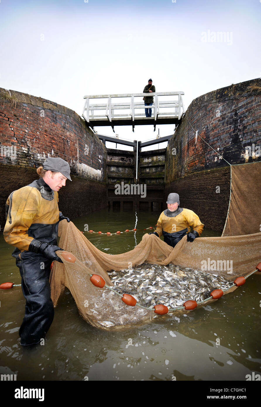 British Waterways ecologisti svuotare il lato stagni di Caen Hill Volo di blocco vicino a Devizes, Wiltshire per rimuovere il pesce sovraffollate st Foto Stock