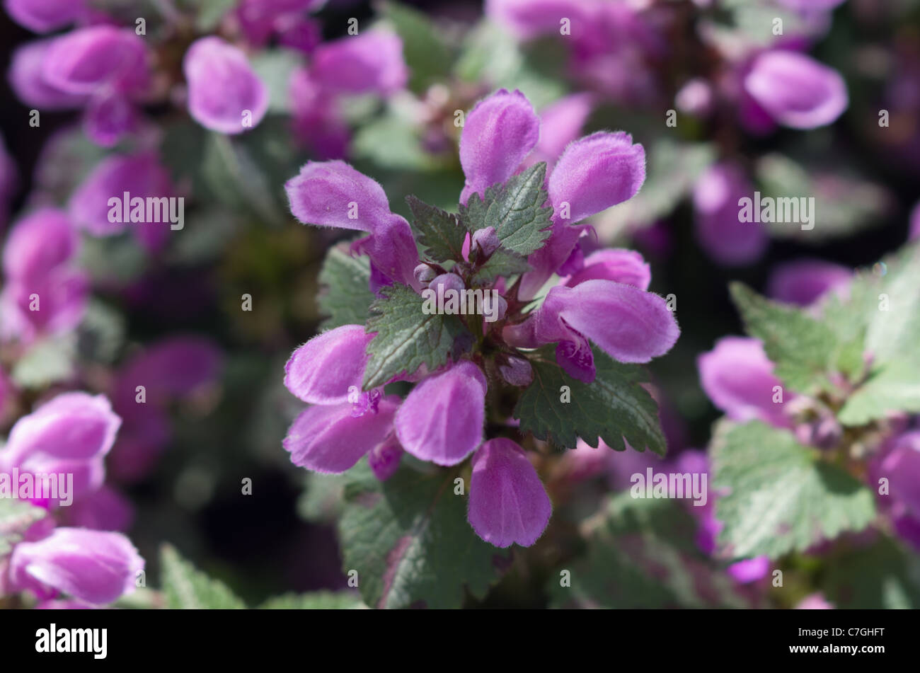 Lamium maculatum dead ortica Foto Stock