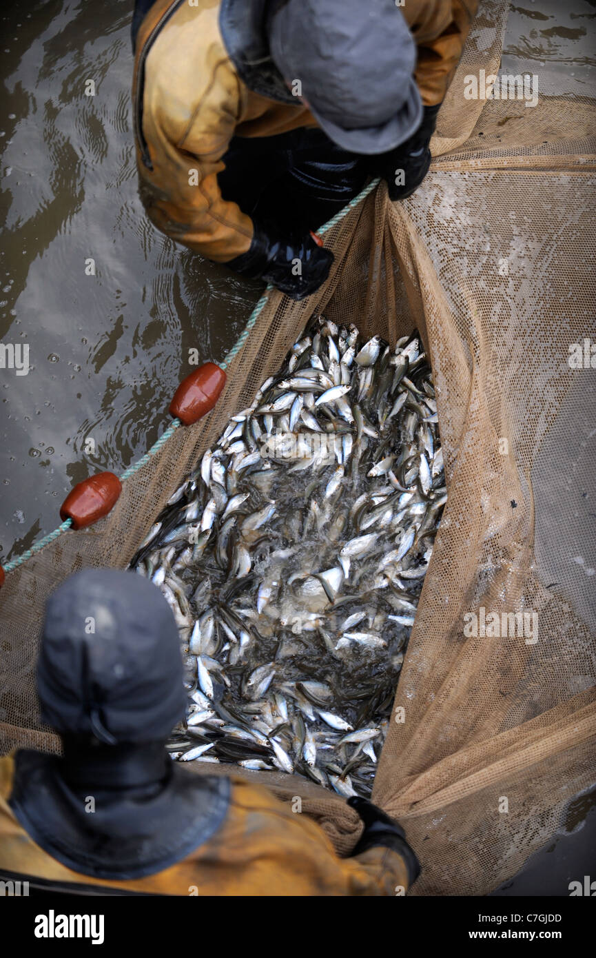 British Waterways ecologisti svuotare il lato stagni di Caen Hill Volo di blocco vicino a Devizes, Wiltshire per rimuovere il pesce sovraffollate st Foto Stock