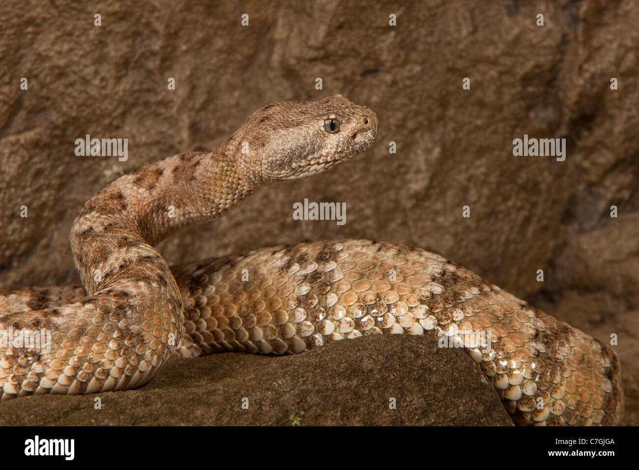 Chiazzato Rattlesnake Crotalus mitchelli pirro Foto Stock