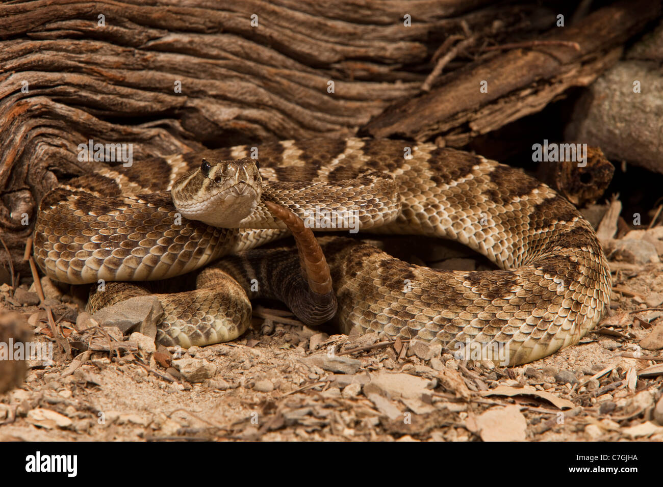 Western Great Basin Rattlesnake Crotalus oreganus Foto Stock