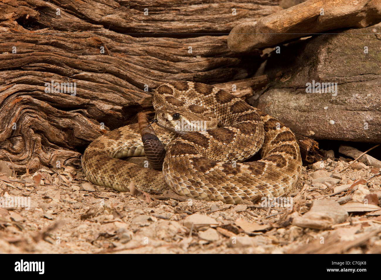 Western Great Basin Rattlesnake Crotalus oreganus Foto Stock