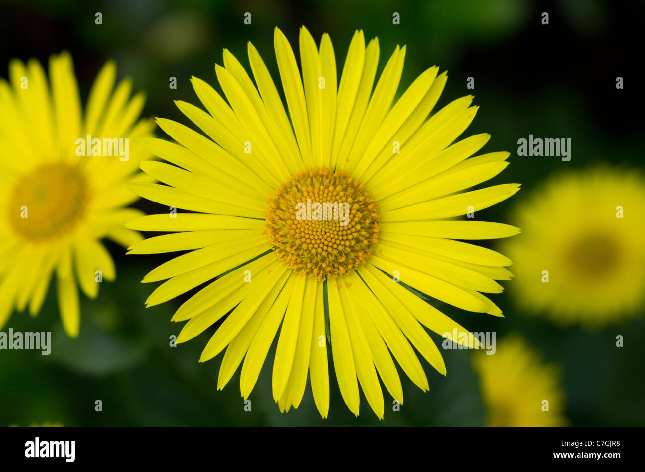 Doronicum- leopardi bane Foto Stock