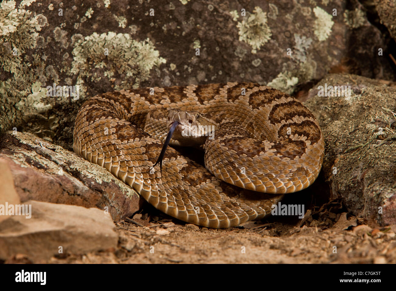 Western Rattlesnake Crotalus oreganus Foto Stock