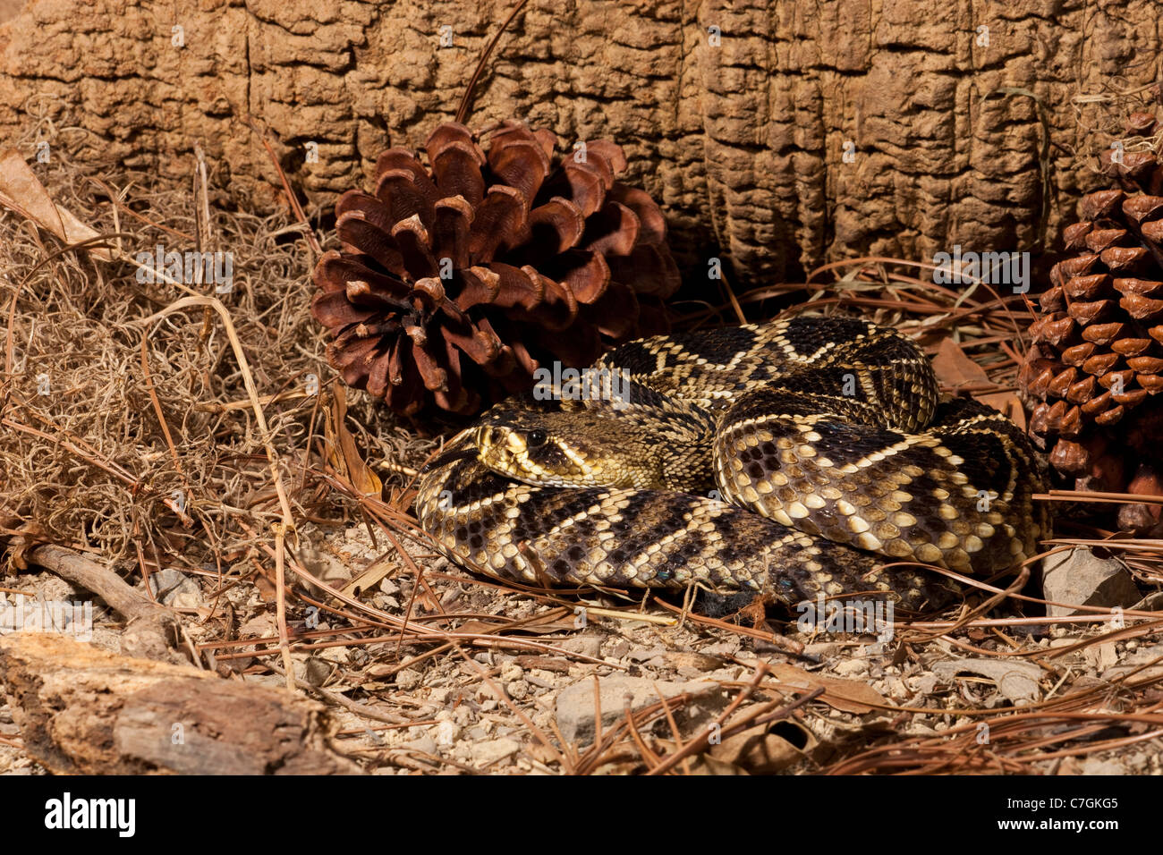 Eastern Diamondback Rattlesnake Crotalus adamanteus Foto Stock