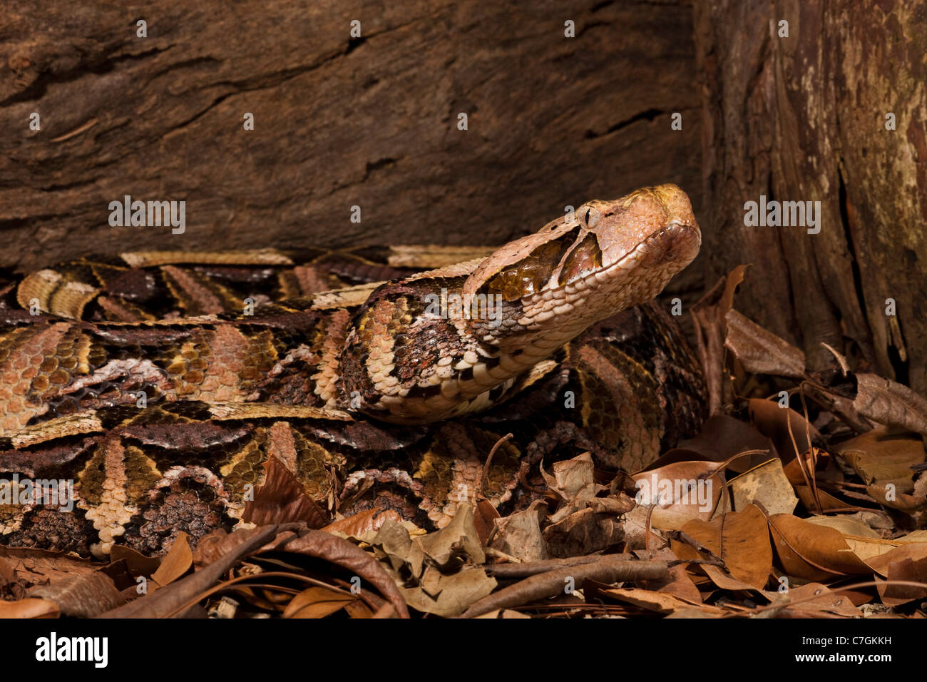 Gaboon Viper Bitis gabonica gabonica Foto Stock
