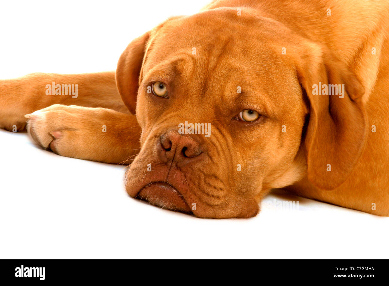 Dog De Bordeaux cercando triste Foto Stock