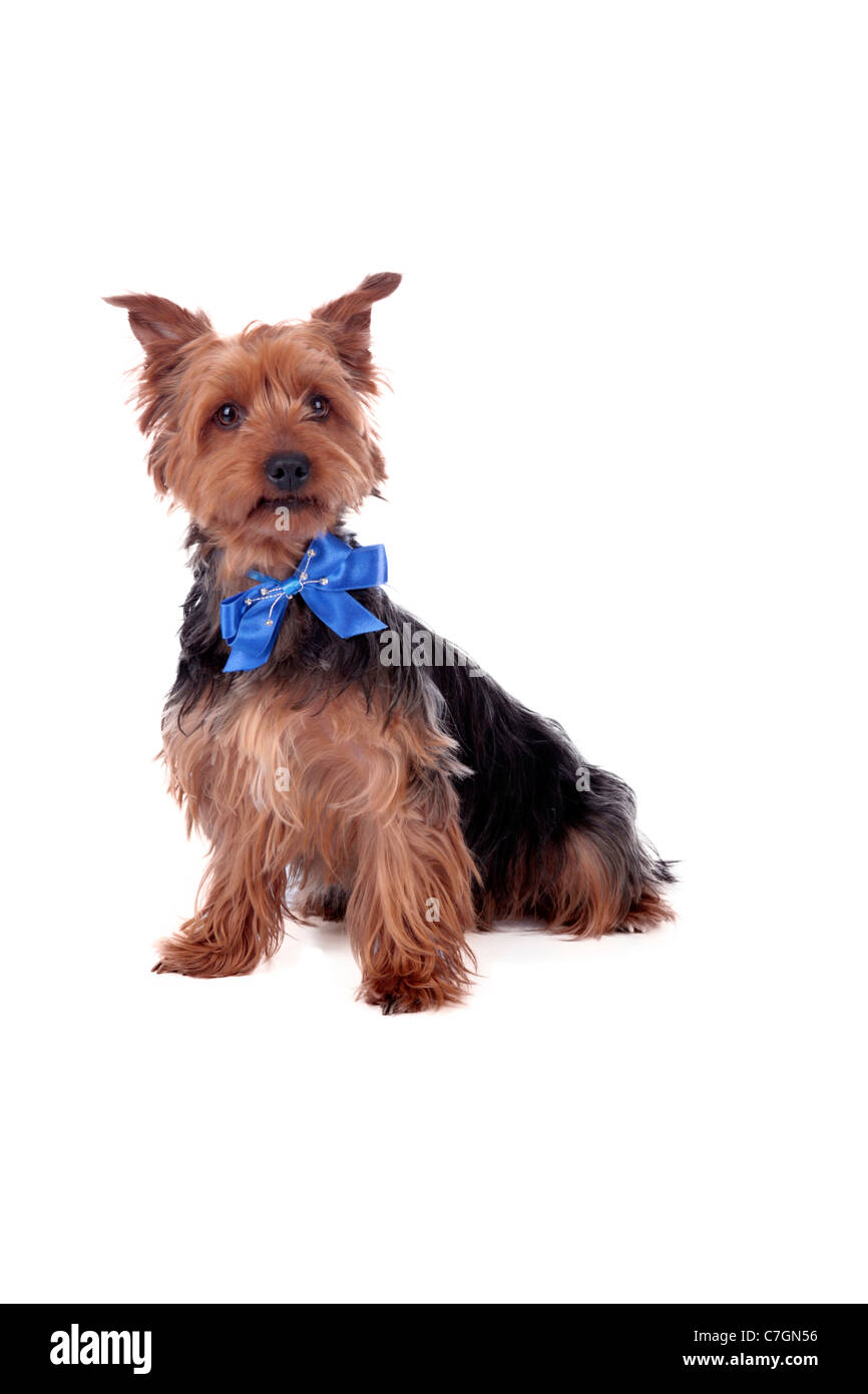 Yorkshire Terrier Foto Stock