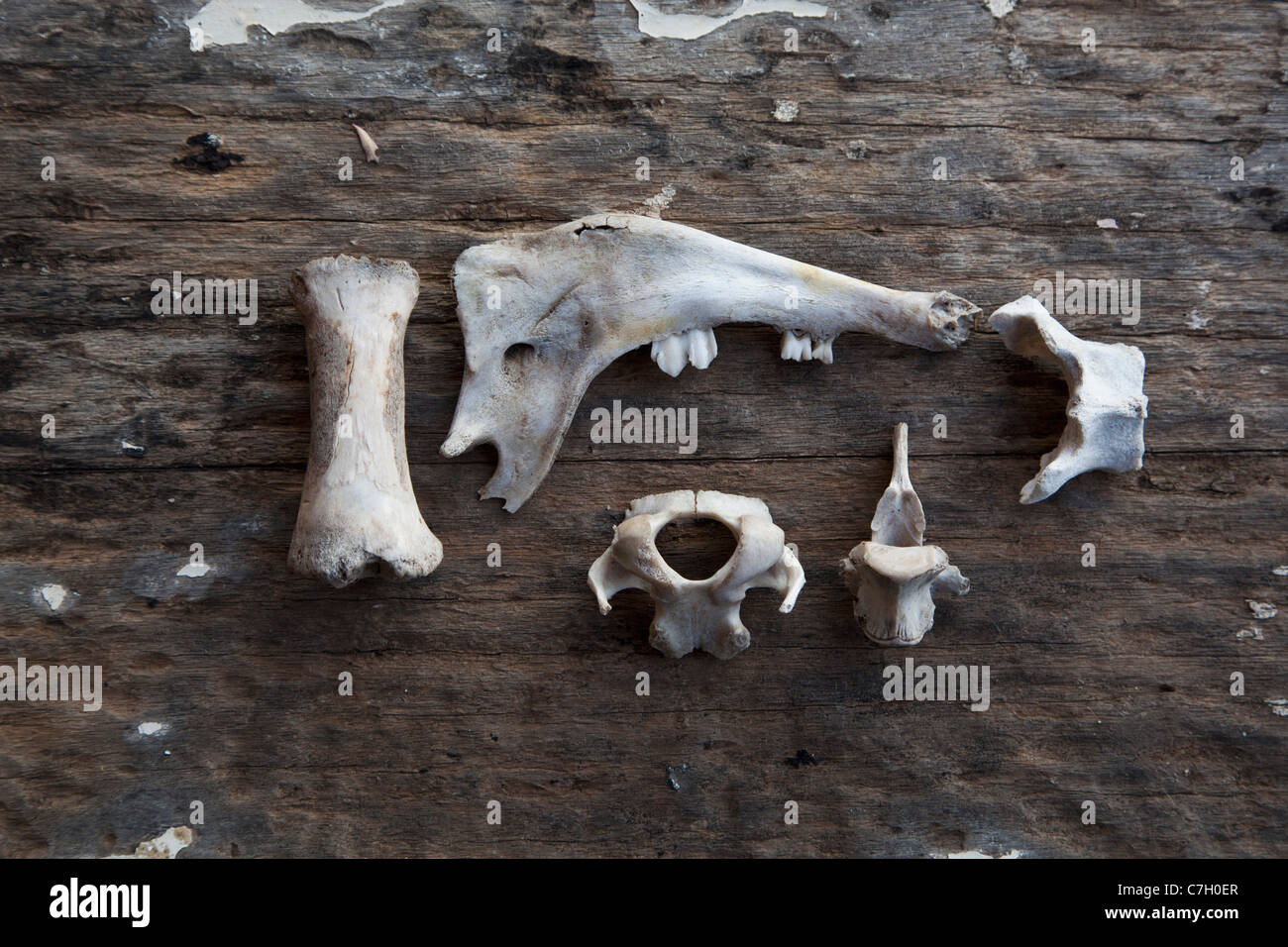 Una disposizione di ossa di animali su di una superficie di legno Foto Stock