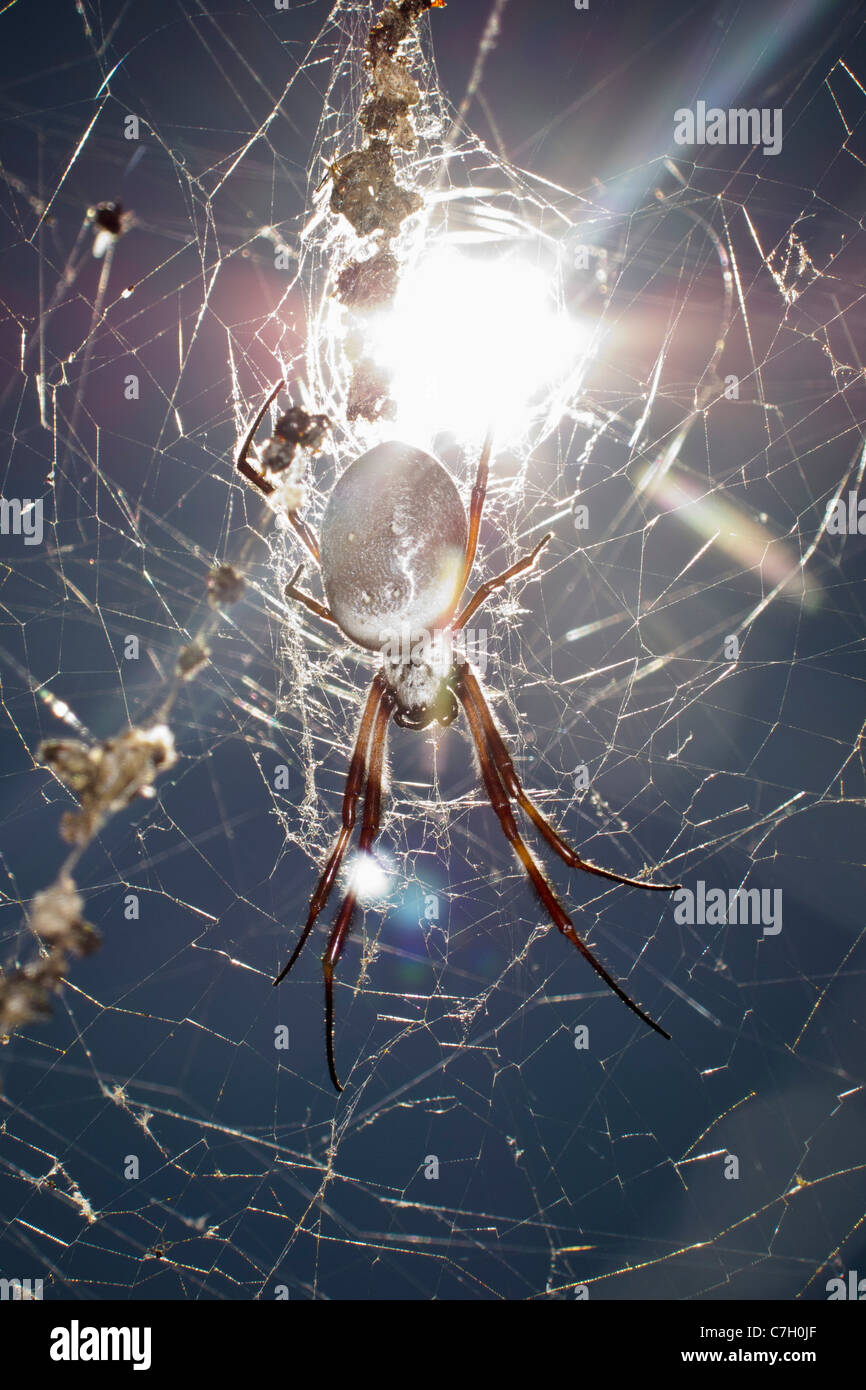 Sole che splende su un ragno appesi da un sito web Foto Stock