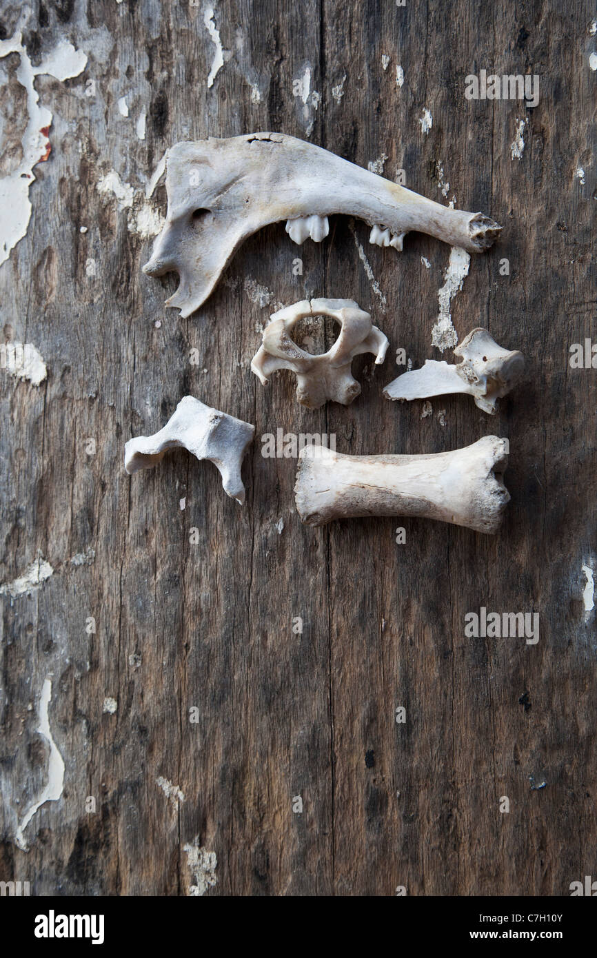 Una disposizione di ossa di animali su di una superficie di legno Foto Stock