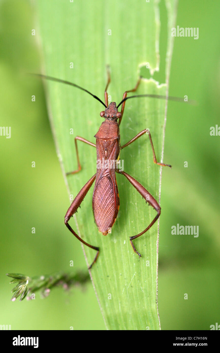 Pod di soia Bug Riptortus linearis, Sumatra, Indonesia Foto Stock
