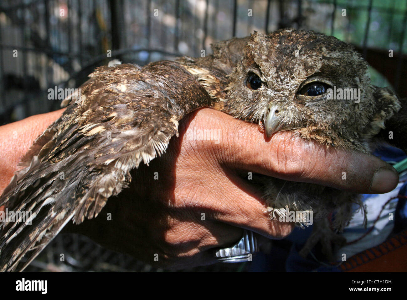 Assiolo per la vendita in Indonesia & Bird mercato degli animali Foto Stock