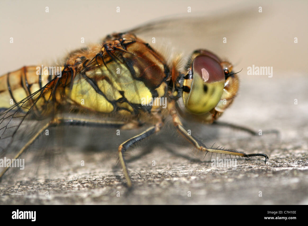 Comune Femmina Darter Sympetrum striolatum prese al vecchio Moor RSPB Riserva, Yorkshire, Regno Unito Foto Stock