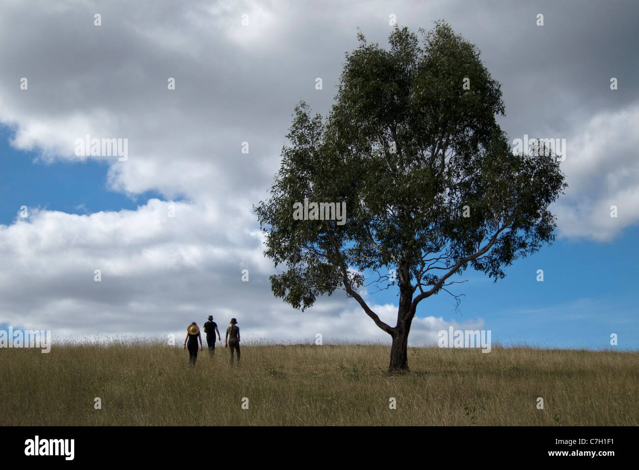 Tre persone e un albero di gomma in un campo Foto Stock