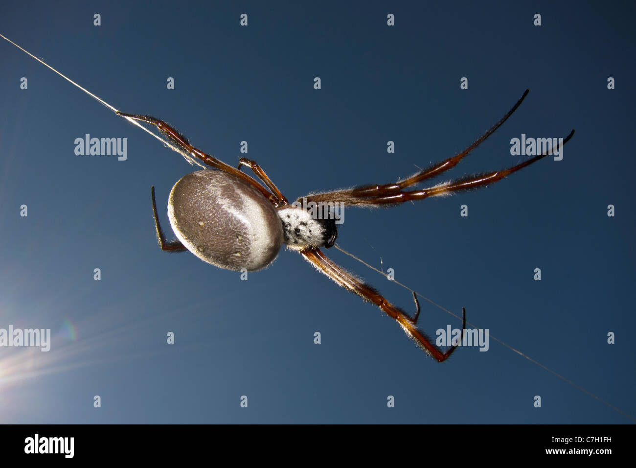 Un ragno strisciando verso il basso un web Foto Stock