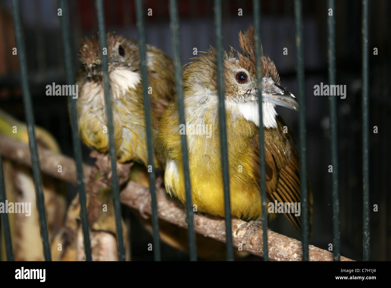 Grigio-cheeked Bulbuls Alophoixus bres per la vendita in Indonesia & Bird mercato degli animali Foto Stock