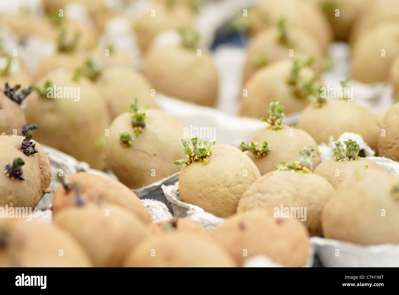 Il vassoio dei tuberi seme di patate Chitting Foto Stock
