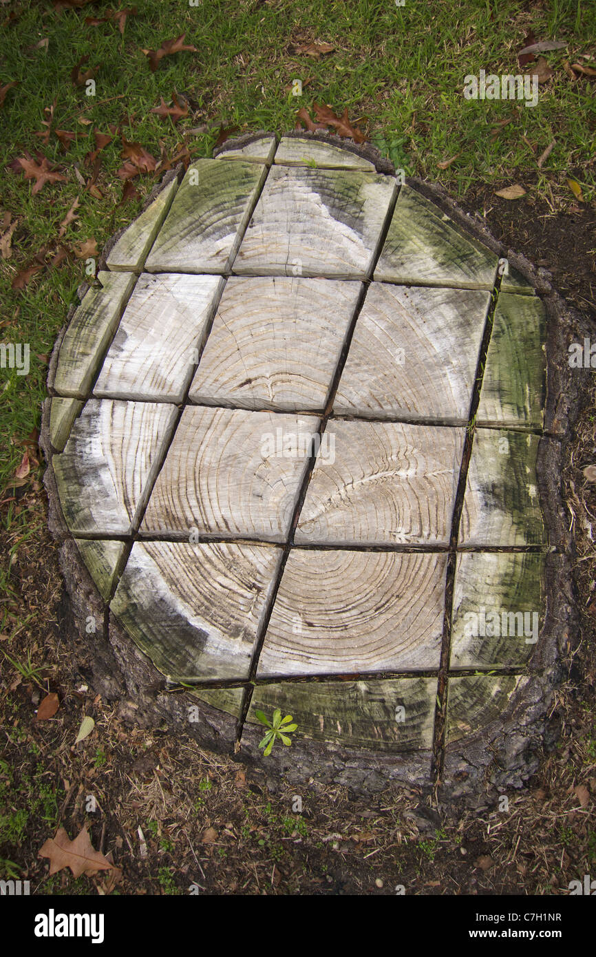 Un modello a griglia tagliata in un ceppo di albero Foto Stock