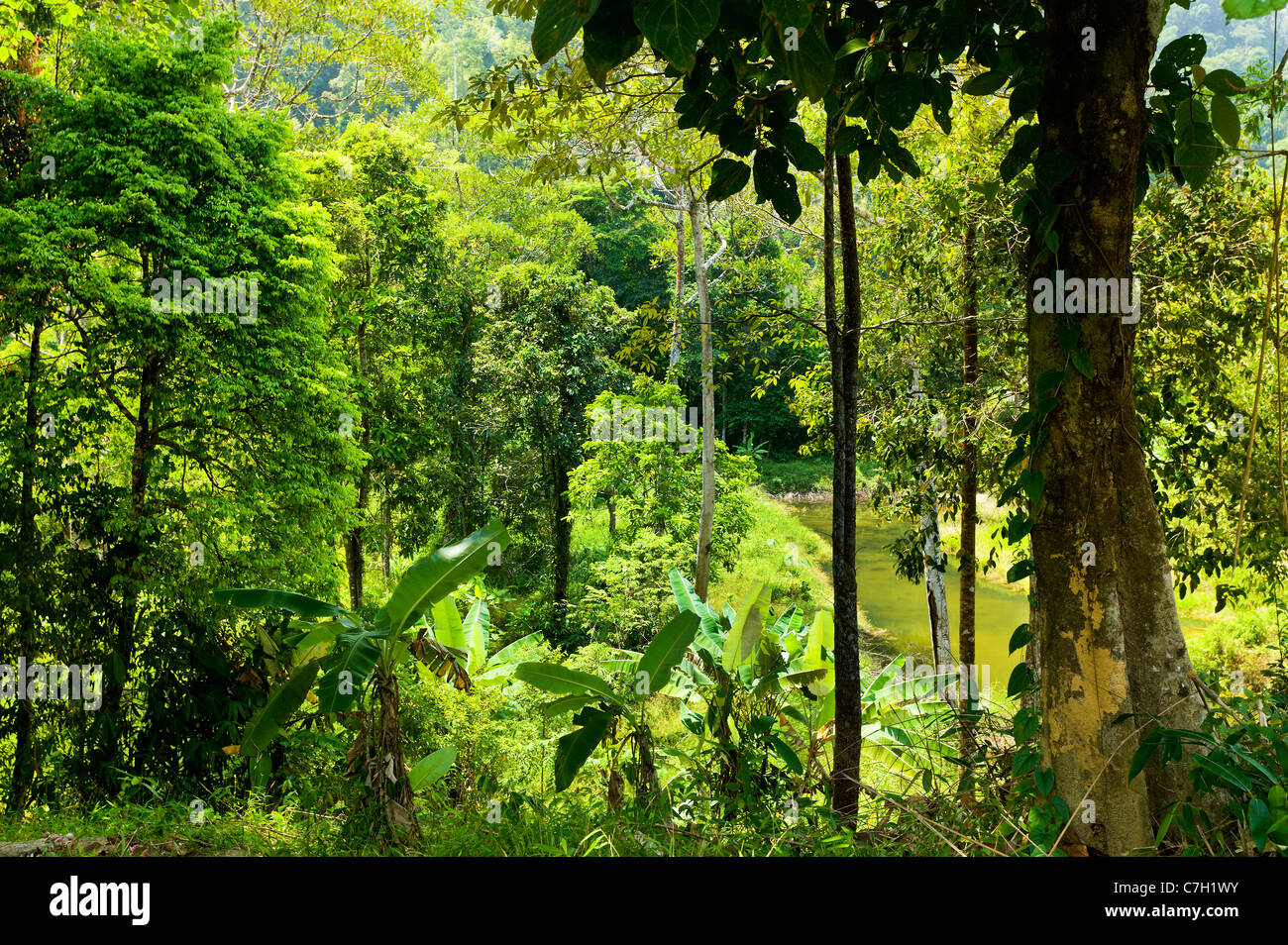 Giungla foresta pluviale vergine Thailandia Phuket zona foresta verde pioggia tropicale della Giungla foresta pluviale vergine Thailandia Phuket zona foresta verde pioggia tropicale della