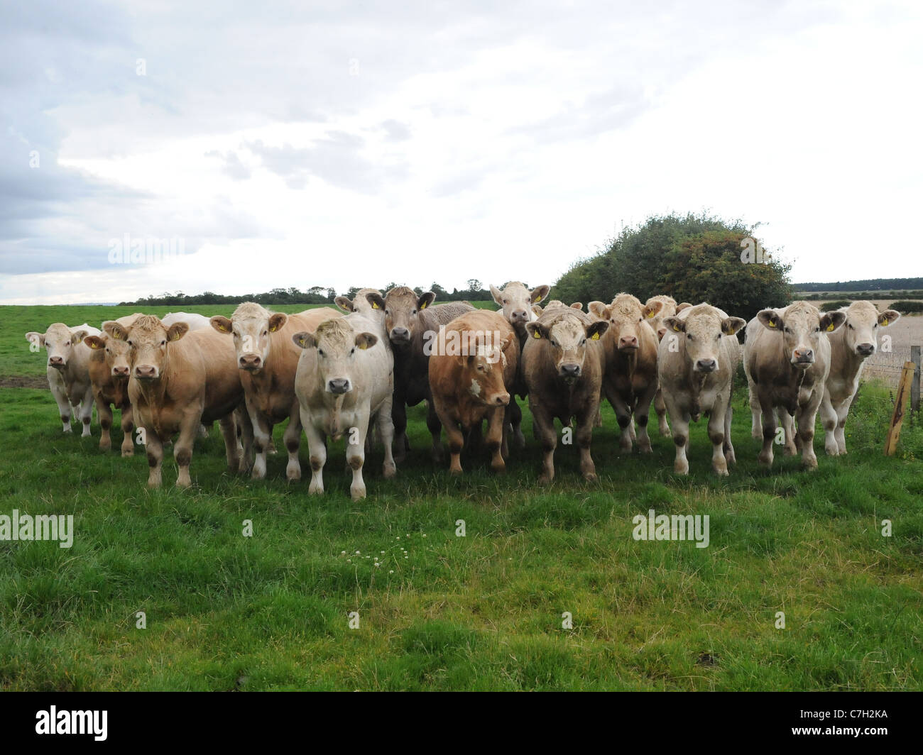 Una fila di vacche tutte in una riga Foto Stock