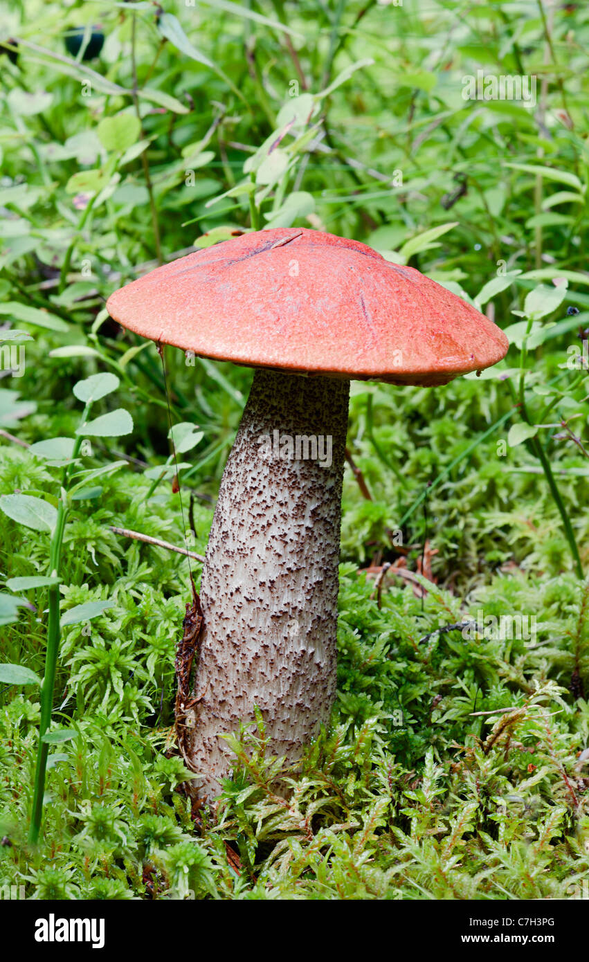 Funghi commestibili (Leccinum Aurantiacum) con cappuccio arancione Foto Stock