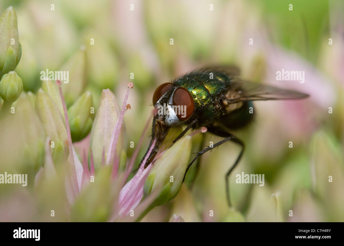 Una mosca carnaria (Calliphora Lucilia) appollaiate su un fiore Foto Stock