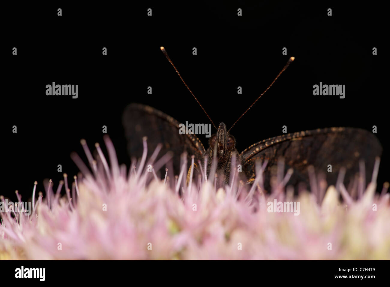 Il Parlamento farfalla pavone (Inachis io) su un fiore Foto Stock