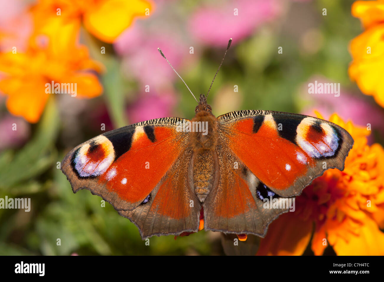 Il Parlamento farfalla pavone (Inachis io) arroccato su un fiore Foto Stock