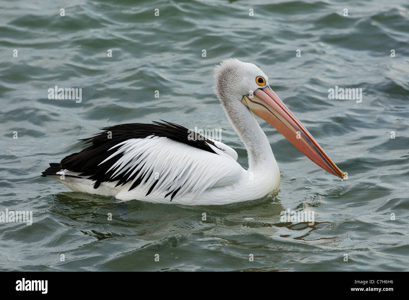 Pellicano australiano su Kangaroo Island, in Australia Foto Stock