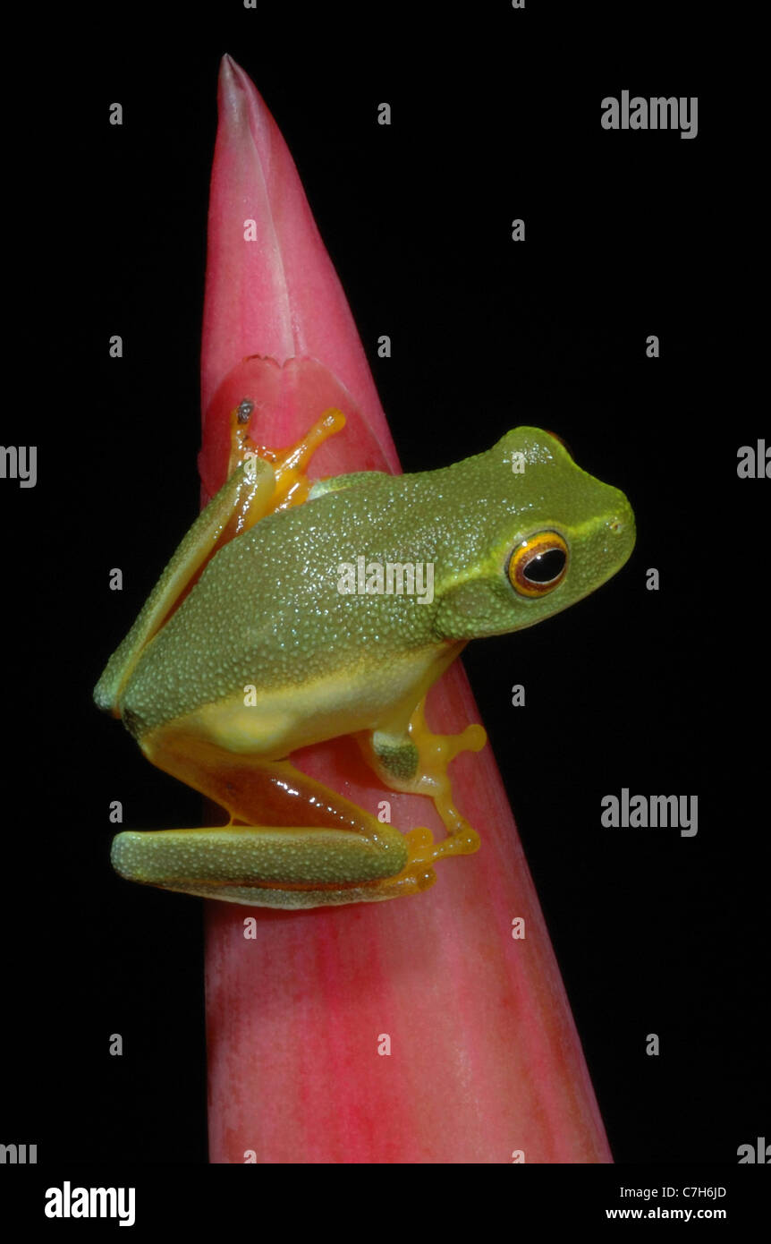 Dolce Treefrog verde (Litoria gracilenta) nella Foresta Pluviale Daintree, Australia Foto Stock