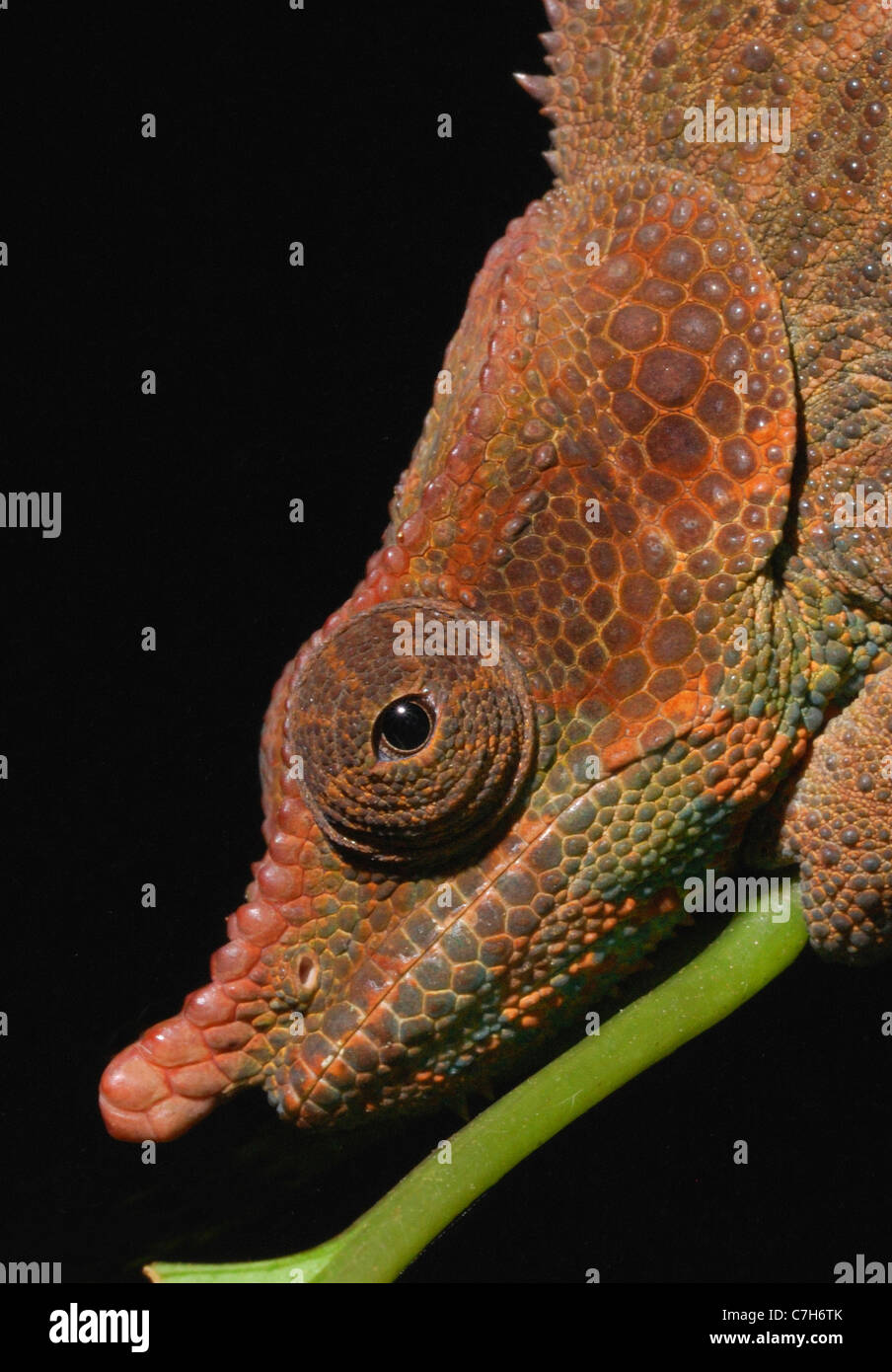 Maschio camaleonte criptico (Calumma crypticum) nella foresta pluviale malgascia. Foto Stock